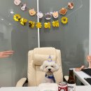 시원애견간식 이미지