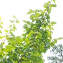 산들청 매실농장
