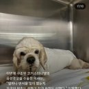 펫샵