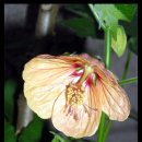 밀키웨이,자금성,분홍사루비아 씨앗 (무료 나눔) 이미지