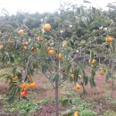 대발농장 이미지