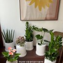 군자농장 | 서울 남양주 당일개업화분배송 군자역꽃집 어린이대공원역꽃집 금전수 사무실오픈축하화분 당일배달