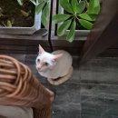 냐짱 설욕전 2일차- 아침이 밝았어요 더아남 조식: 최고