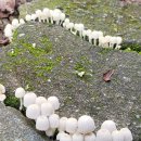 귀여운 버섯들 이미지