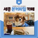 힐 | 세종 중형견 애견 동반 카페 본커피힐 후기