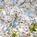 중랑천 제4체육공원 | 서울 벚꽃 명소 중랑천 벚꽃 구경 송정제방길