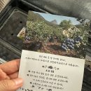 진안농약마트 | 진안 무농약 블루베리 후기! 블루베리 효능과 칼로리, 보관법까지 알아봤어요