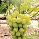 문영식 농장 이미지