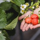 신라농장 이미지