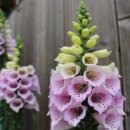 윤미농장 이미지