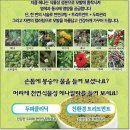 자연헤나 이미지