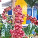 장미농장 이미지