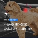 수원 스카이 동물메디컬센터 | 밖 건강상담 #11] 수술하면 좋아질까? 강아지 디스크 회복과정에 대하여ㅣ 수원스카이동물메디컬센터