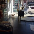 관저펫미용 이미지