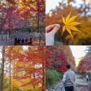 산림욕장 | 대전 가볼만한곳 대전 단풍 명소 상소동 산림욕장 당일치기 실시간 후기