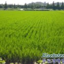 운회리농로 이미지