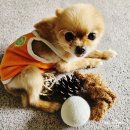 스니피드 이미지