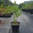 이인자 농장 이미지