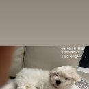 꼬동이네 이미지