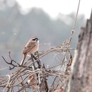 새들목장 이미지