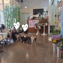 콩이 애견샵 | 운정꽃집 동패동애견동반카페 [파주마이데이플라워]