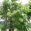 참죽나무 이미지