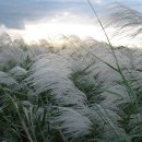 삼락강변공원 이미지