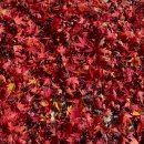 오토코트 | 문경 리우캠핑장 후기 1부 🍁｜산속의 힐링 오토캠핑장, 규모에 놀라고 관리에 감탄하다