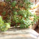 허브나무 이미지