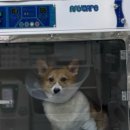 빛고을 동물의료센터 이미지