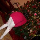 복실강아지 이미지