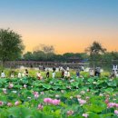 부여서동연꽃축제가 오는 7월 4일부터 6일까지 이미지