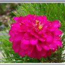 백일홍 민박집 이미지