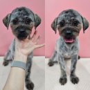 smile애견미용 | 동탄애견미용 스마일댕 | 섬세한 애견미용 애견용품 애견유치원