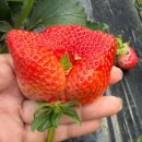 초롱농장 이미지