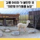 수산한우농장 | 강릉 아이와 가 볼만한 곳 &#34;대관령아기동물농장&#34; 입장 및 주차 후기