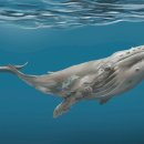 하얀고래 이미지