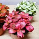 레드스타 이미지