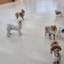 아르멍미르멍 이미지