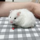 스몰펫하우스 이미지