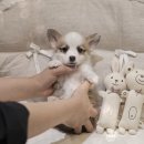 버디독 강아지분양 안심분양센터 서울 영등포점 | 버디독 서울 영등포점, 강아지 분양의 새로운 기준