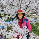일본 벚꽃의명소 오호리공원 이미지