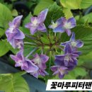 피터팬 - 노원구 노해로75길 20-21 | 피터팬