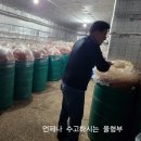 멸치액젓, 새우젓, 갈치젓, 황석어젓, 청각 이미지