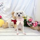 안다펫살롱 이미지