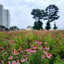 백합꽃~에키네시아~사피니아(Surfinia)~나리꽃등 향기 가득한 영천 생태지구 공원 이미지