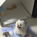 네일프레이