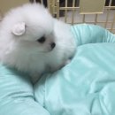 네네치킨강일점 | [반려견]만세/화이트포메/포메라니안/펫베베/분양후기