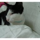 솔펫 동물병원 이미지