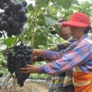 포도밭1길 이미지